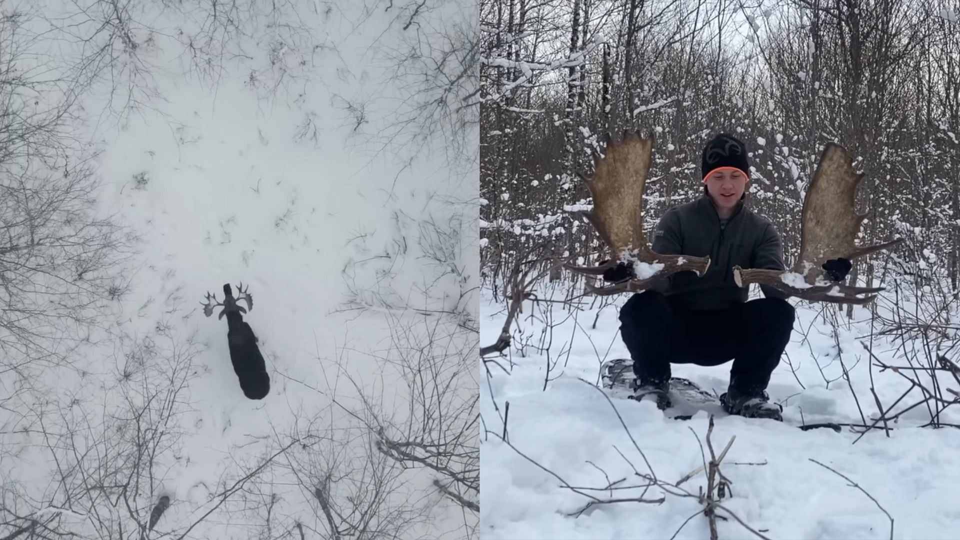 A Canadian wildlife enthusiast catches a drone footage of a moose shedding both its antlers. (Image via YouTube/Adventures In The Wild) 