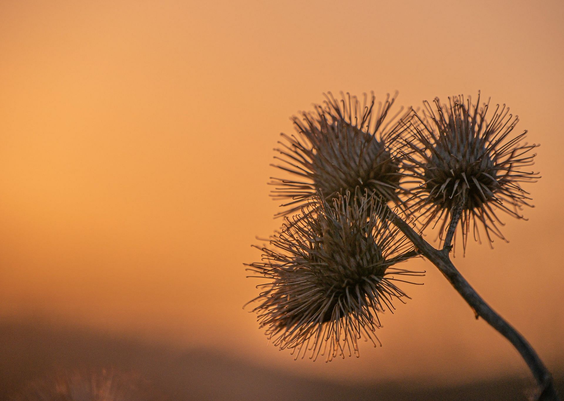 Promotes circulation to skin cells (Image via Unsplash/Jonathan Jensen)