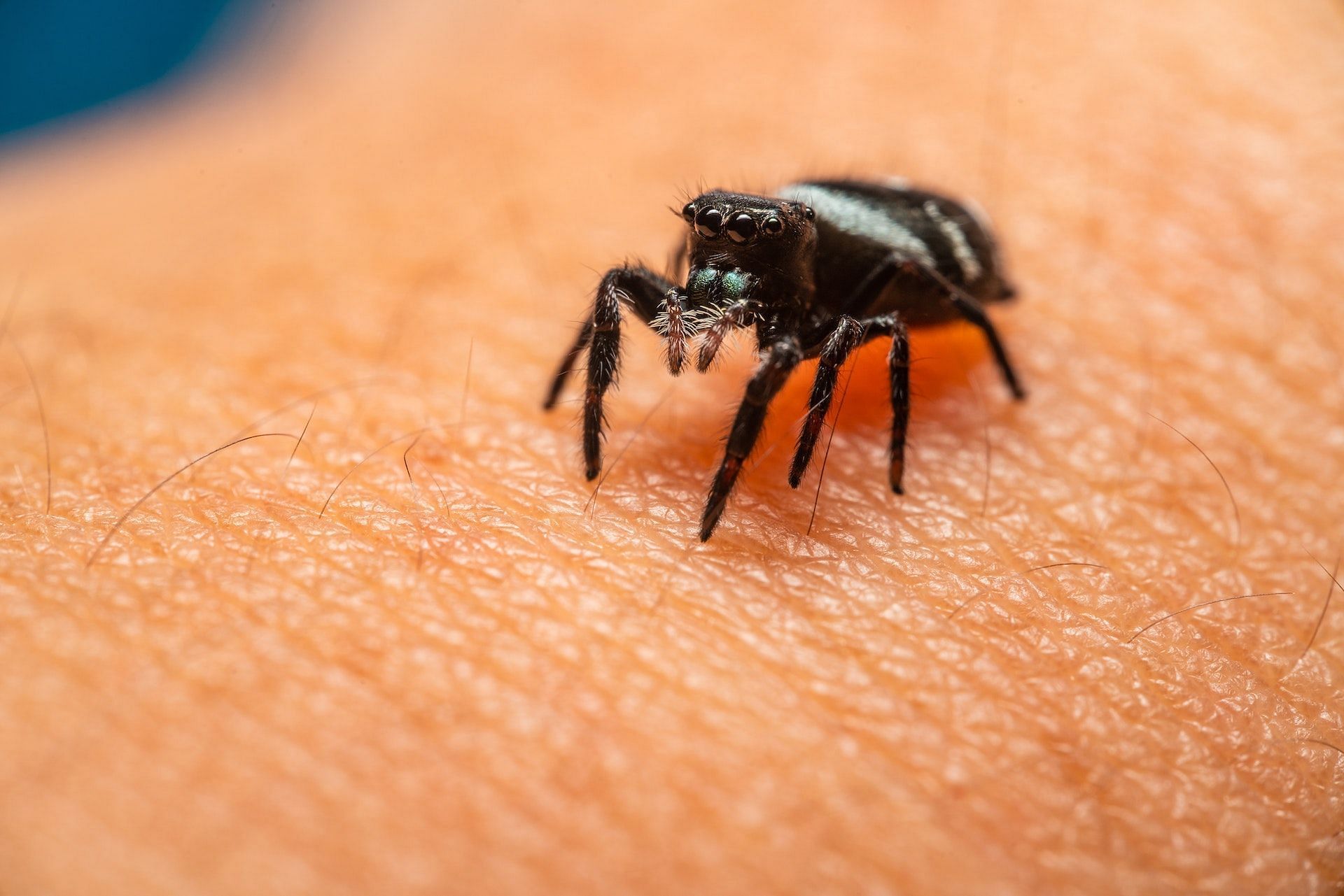 Spider bug bite (Photo via Pexels/Jimmy Chan)