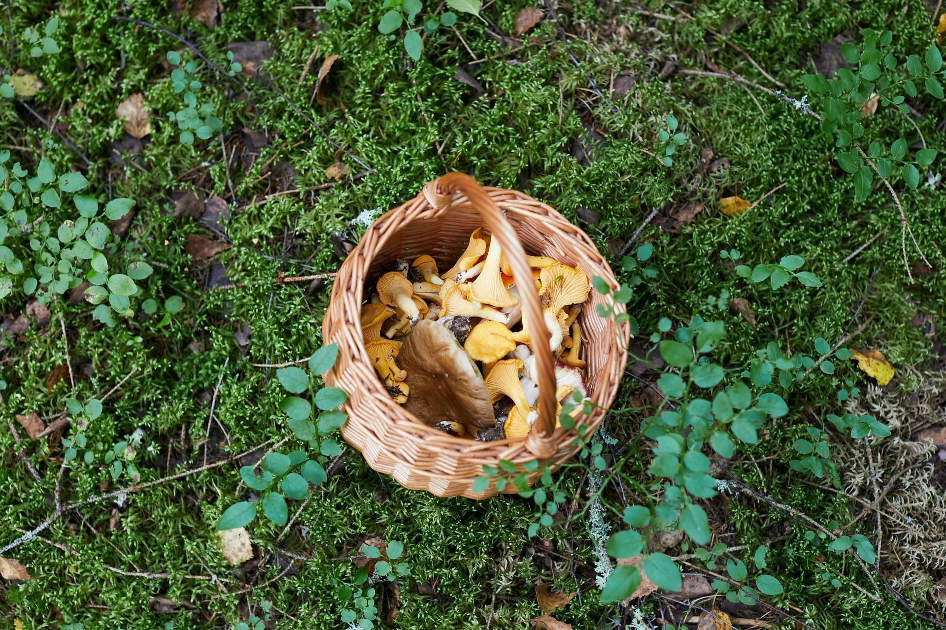 Chaga has medicinal properties. (Image via Unsplash/Natasha Arefyeva)