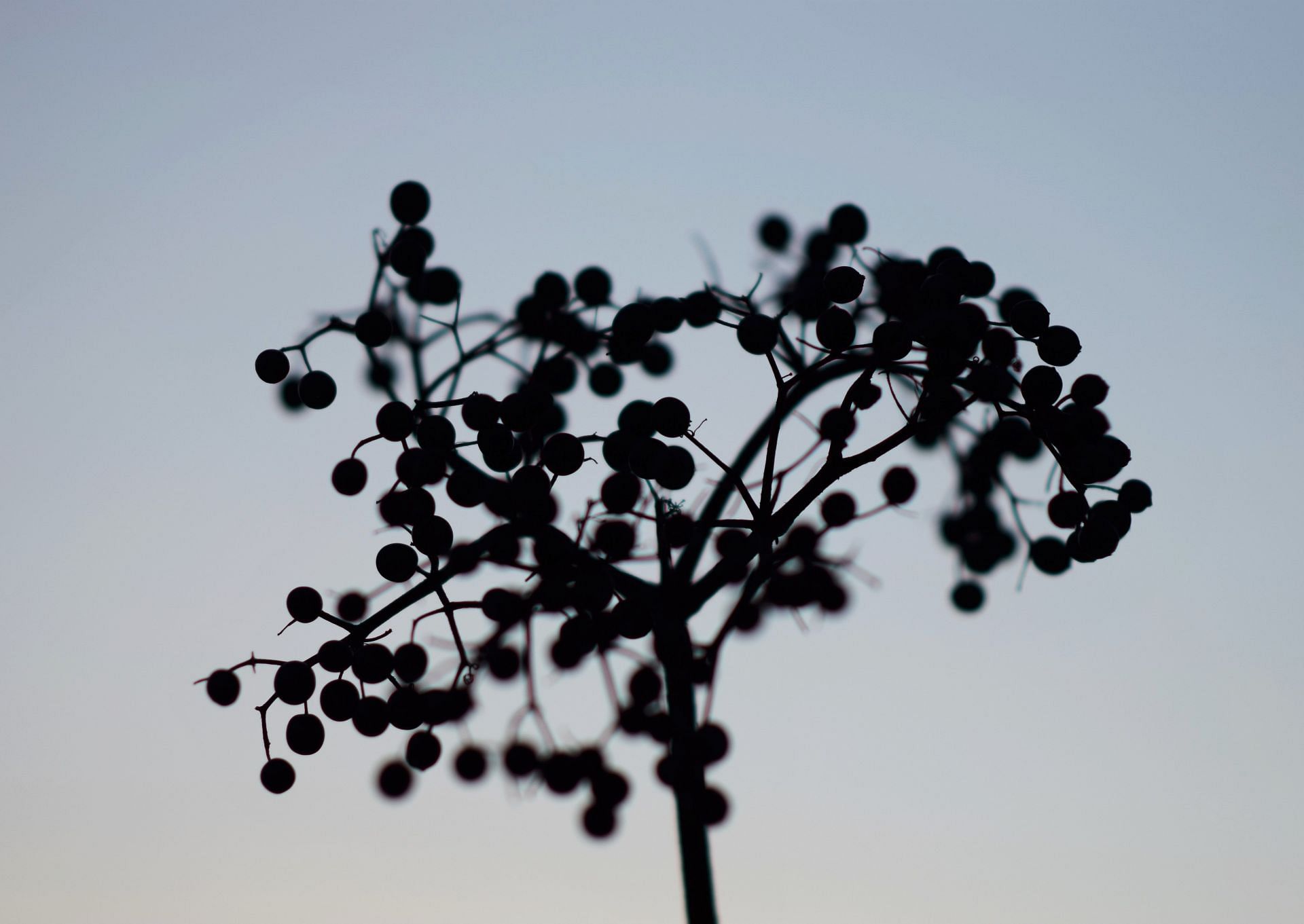 Elderberries are high in antioxidants. (Image via Unsplash/ Dmitry Bukhantsov)