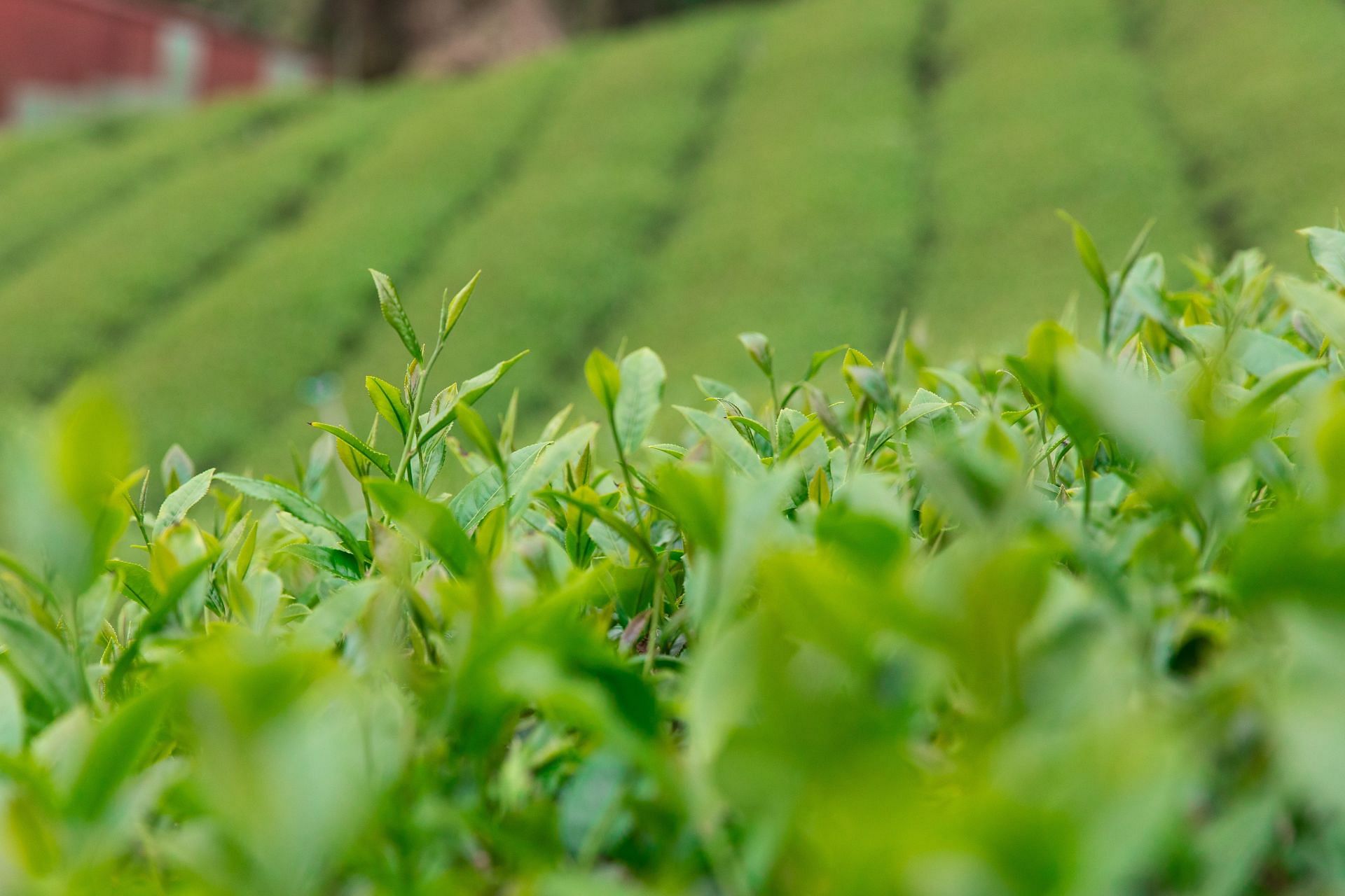 Green tea caffeine has less caffeine than coffee. (Image via Unsplash/Chiujui Yeh)
