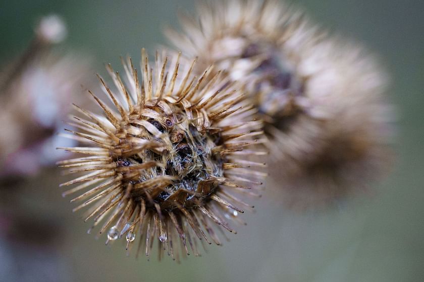 How Burdock Root Benefits the Nervous System & More