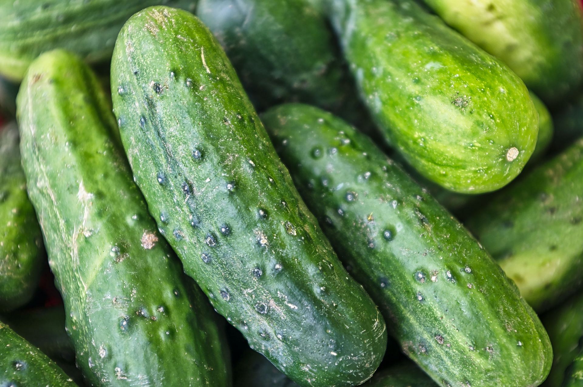 Cucumbers can keep you hydrated (Image via Unsplash/Eric Prouzet)