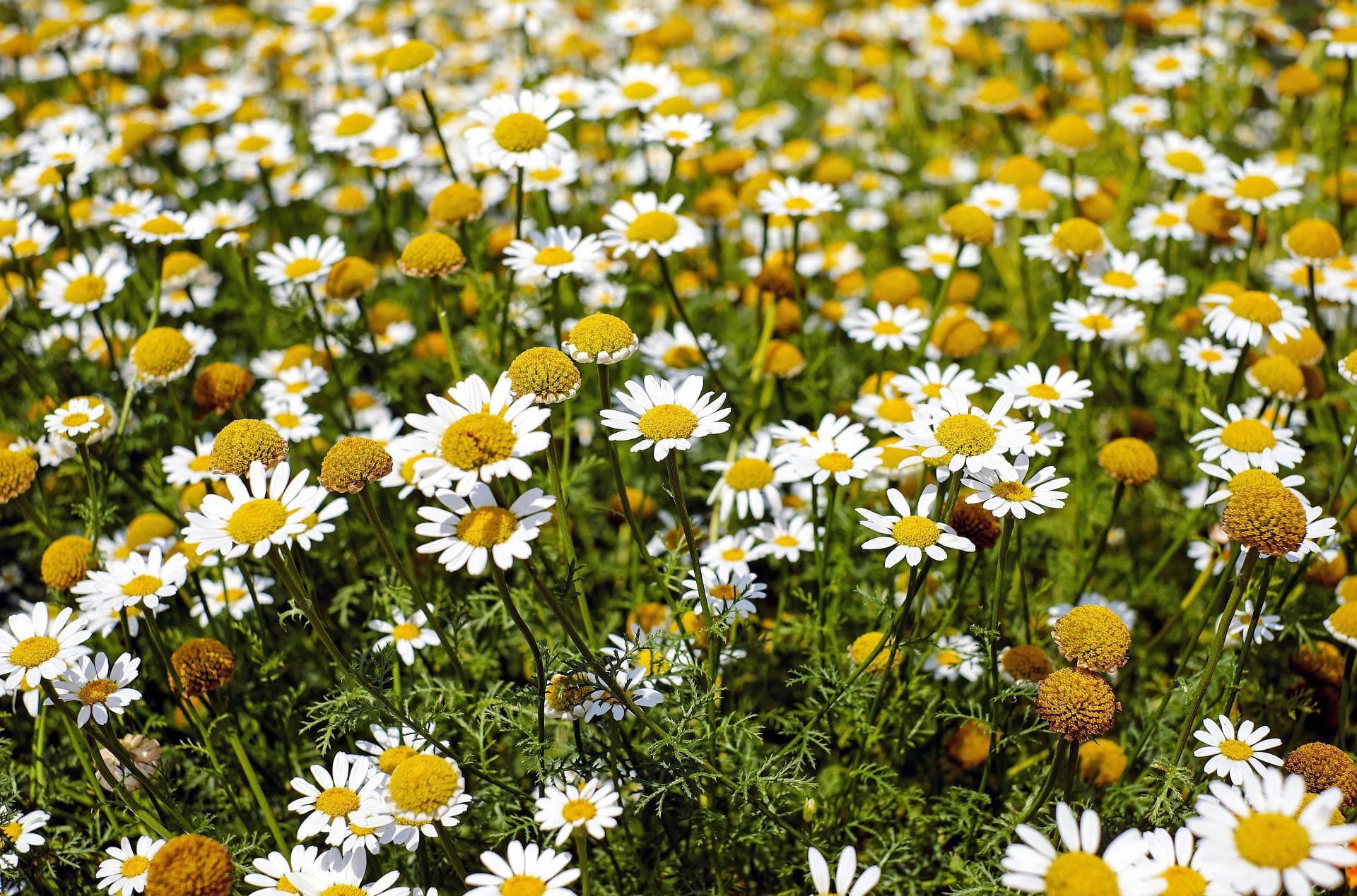 chamomile is also a great option to naturally lighten your hair. (Image via Pexels / Pixababy)