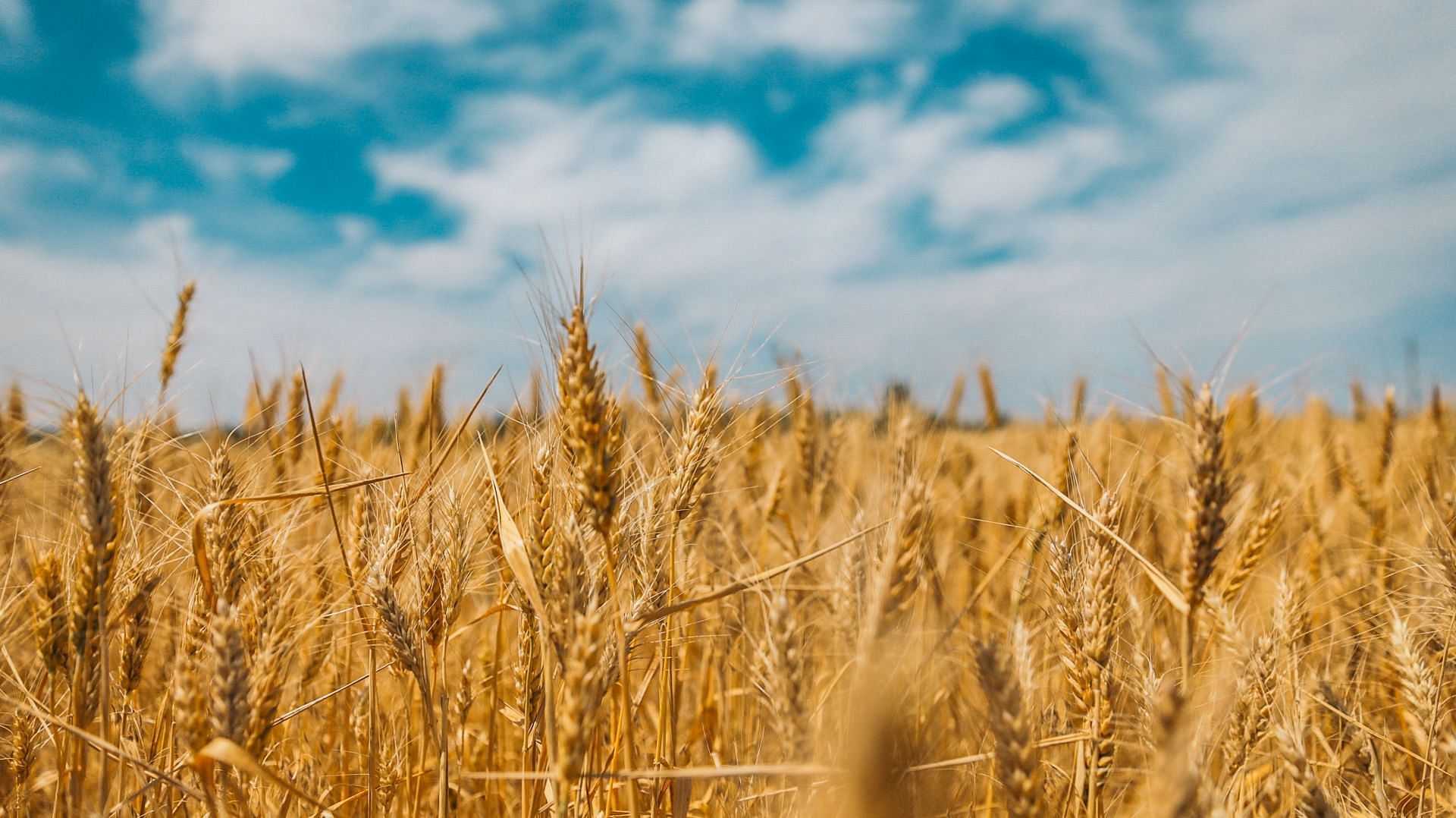 Whole wheat flour is a great source of fiber! (Image via unsplash/Polina Rytova)