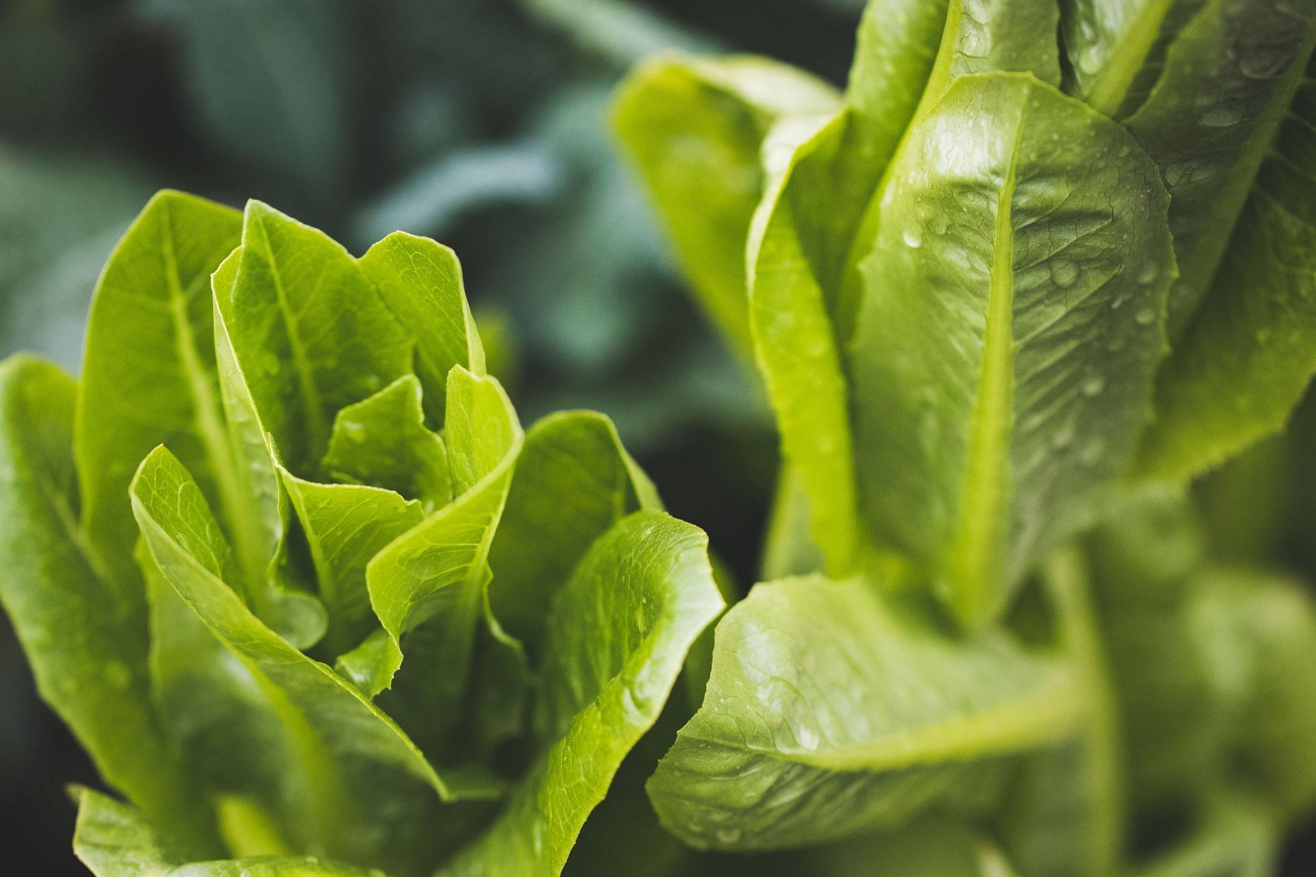 Romaine lettuce has anti-inflammatory properties. (Image via Unsplash/Stephanie Moody)