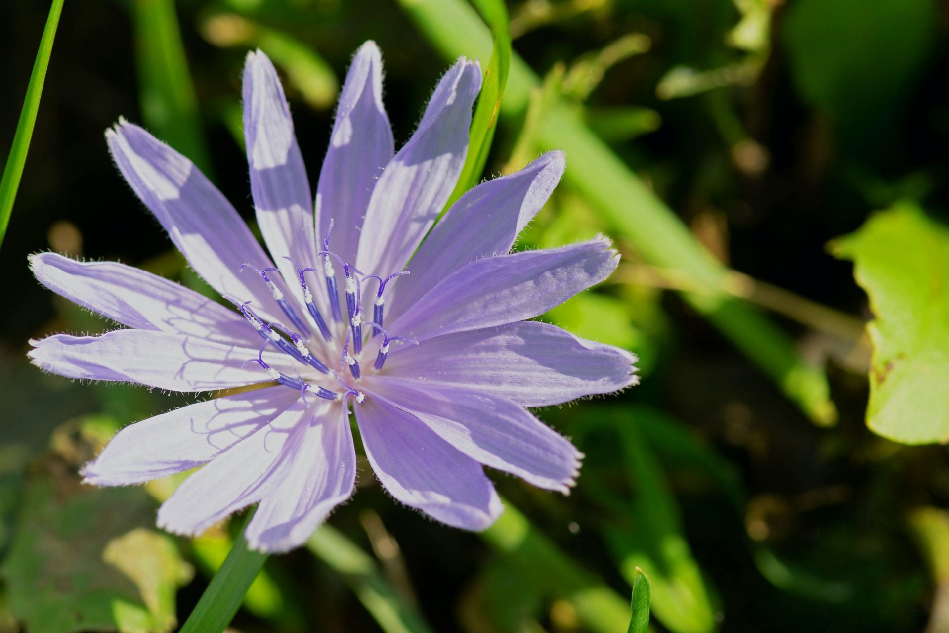 Chicory root is obtained from chicory plant having blue flowers. (Image via Unsplash/ Raymond Eichelberger)