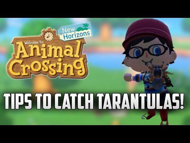 Animal Crossing: New Horizons - How to catch a Tarantula