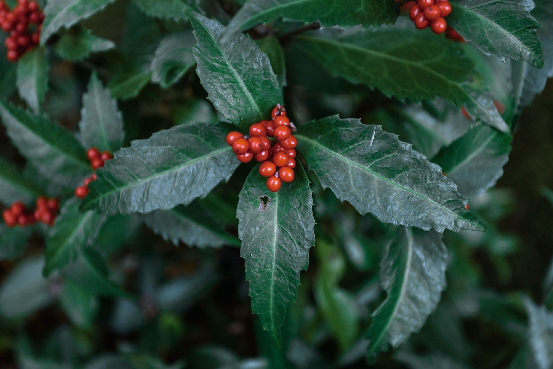 Elderberries treat respiratory tract infections. (Image via Pexels/ Tomas Malik)