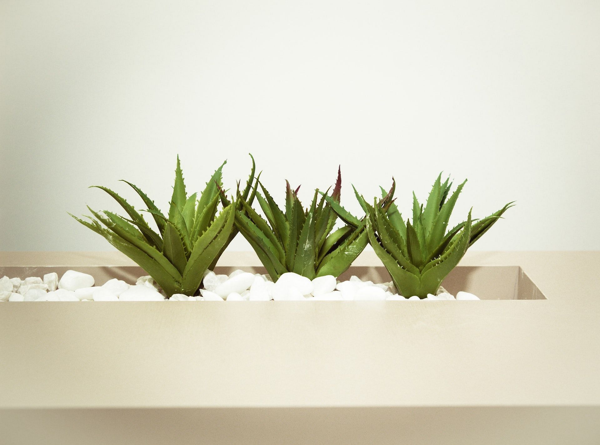 Aloe vera is good for hair growth. (Photo via Pexels/Cec&iacute;lia O. Tommasini)