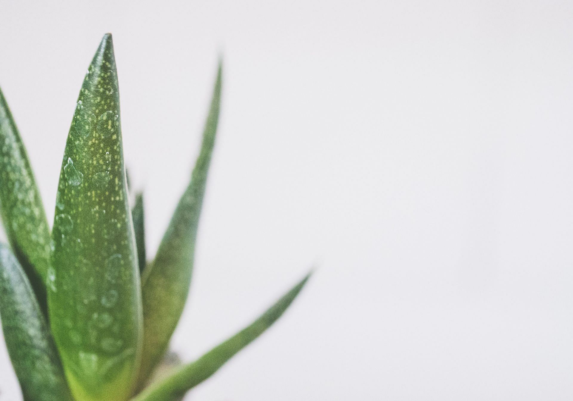 Aloe vera gel is one of the best ways to relieve your skin of that itchy feeling! (Image via pexels/Jessica Lewis creative)