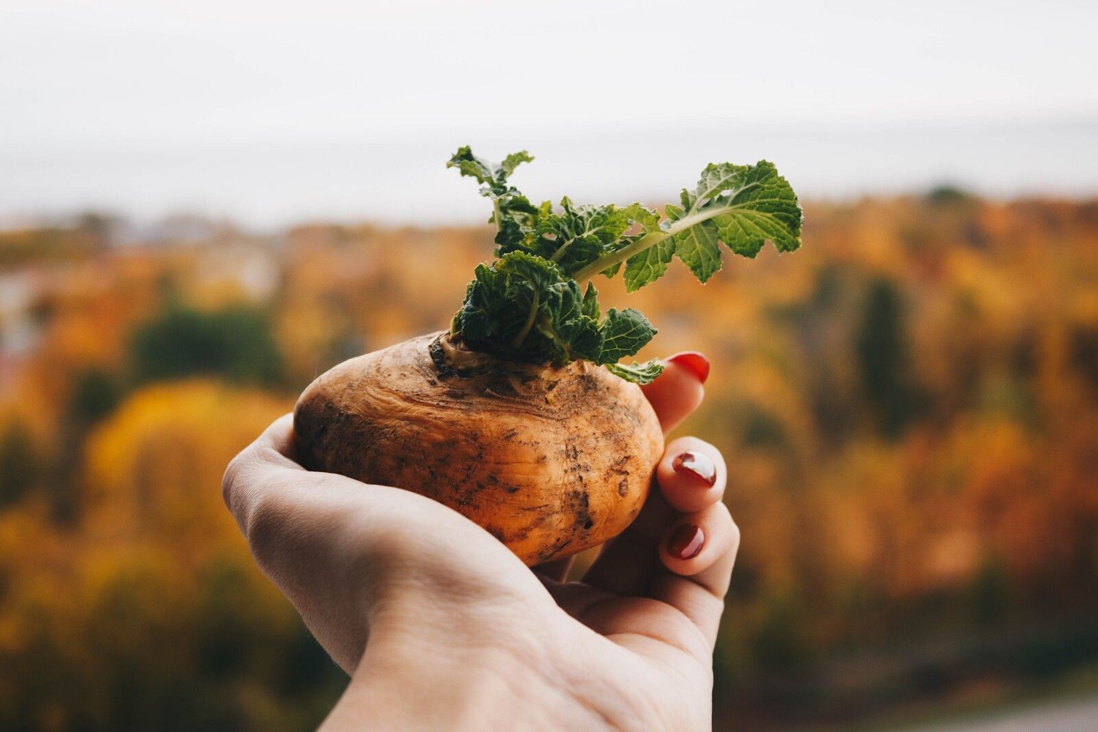 Maca root benefits are diverse and can help all kinds of problems! (Image via Care/of)