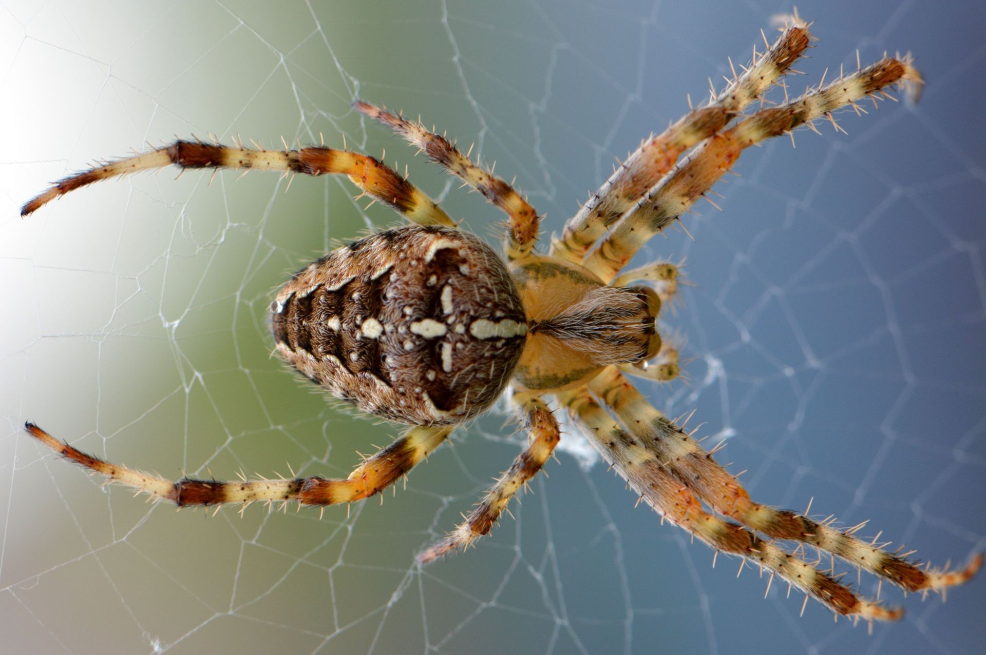 European biting spider (suspected Wolf spider) and treatment. Top and