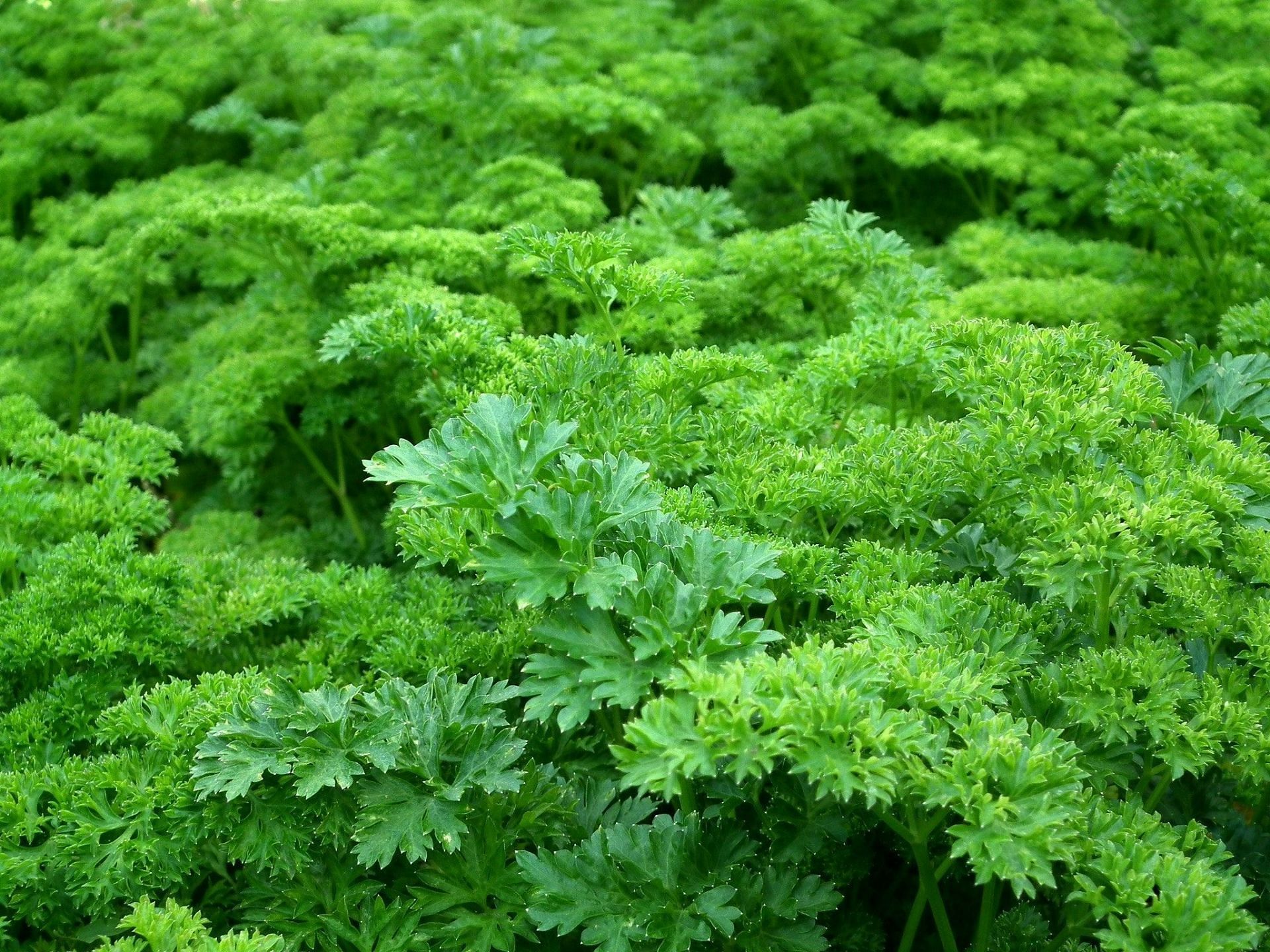 There are many vitamin K benefits, and you can get them by consuming enough parsley (Image via Pexels @Pixabay)