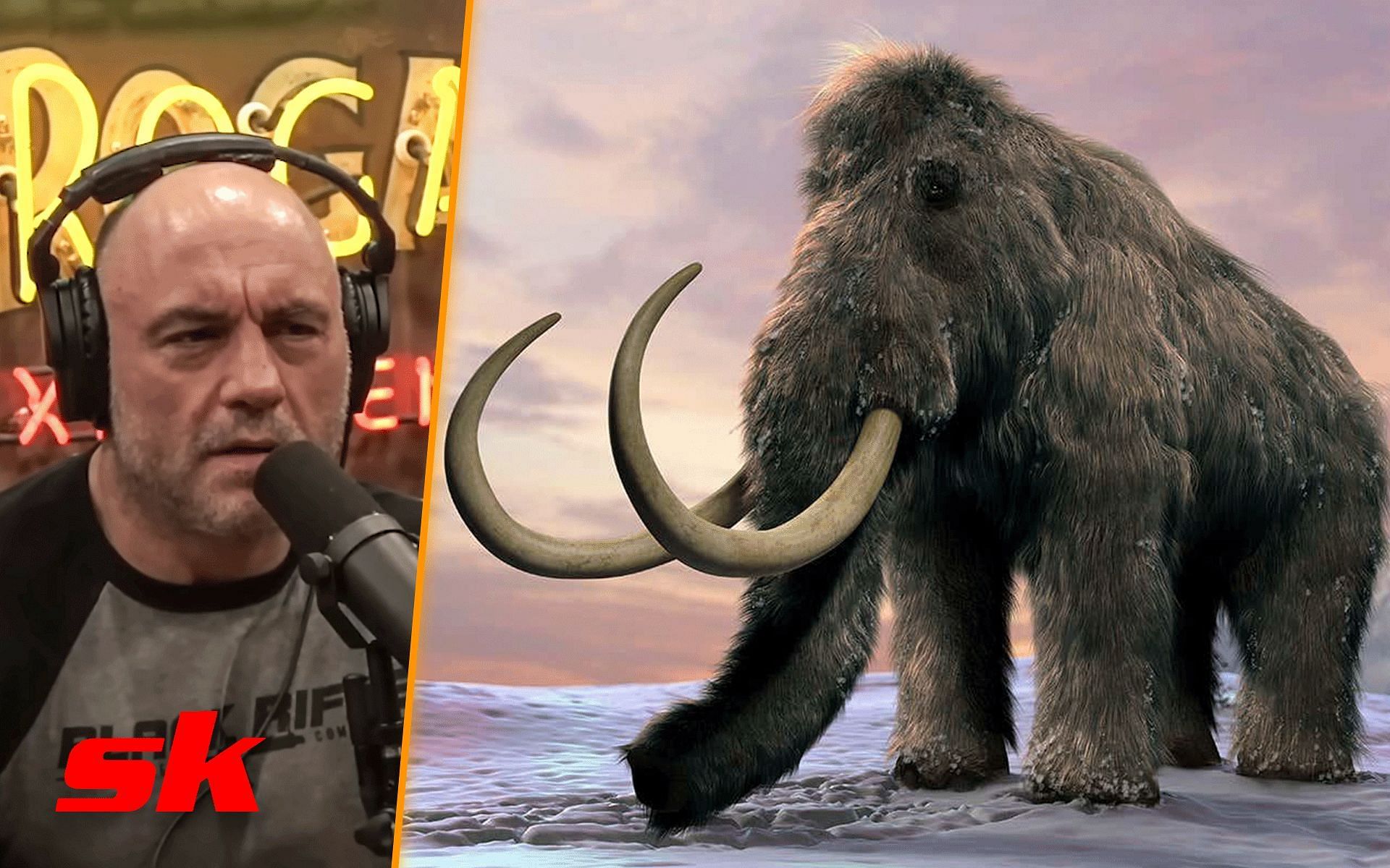 Joe Rogan left in awe by company trying to revive the woolly mammoth