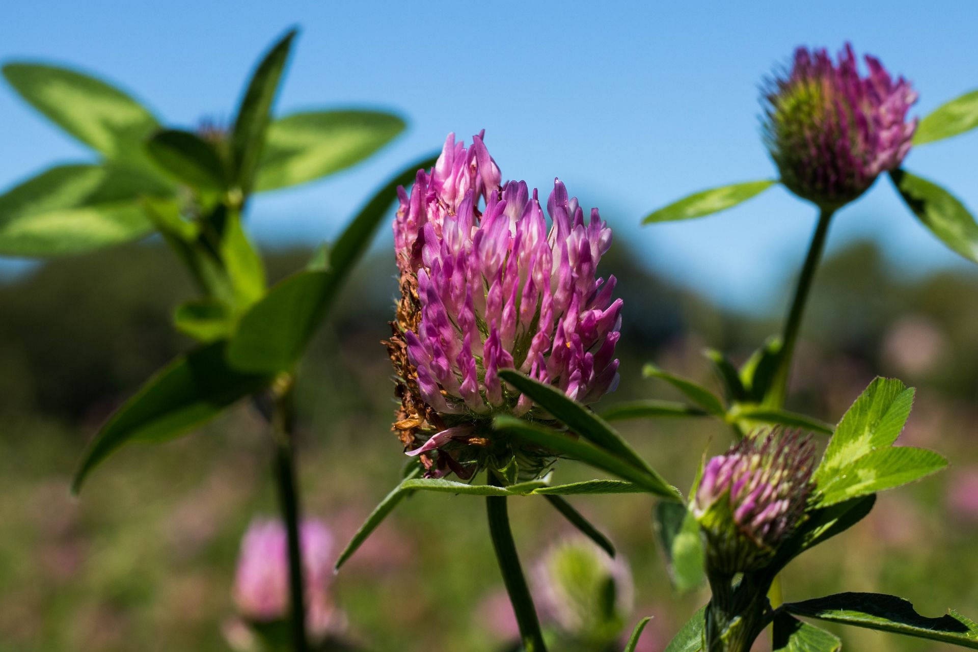 This wild flowering plant might also have some side effects (Image via Pexels/Tanguy Le Runigo)