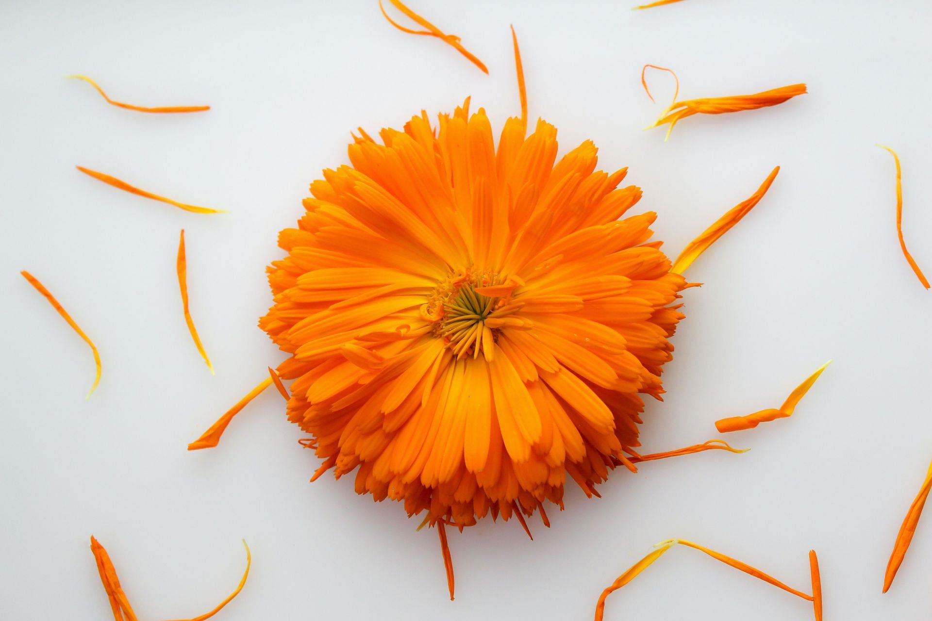 Calendula is rich in antioxidants, antibacterials and antifungals. (Image via Unsplash / Katriona Mccarthy)