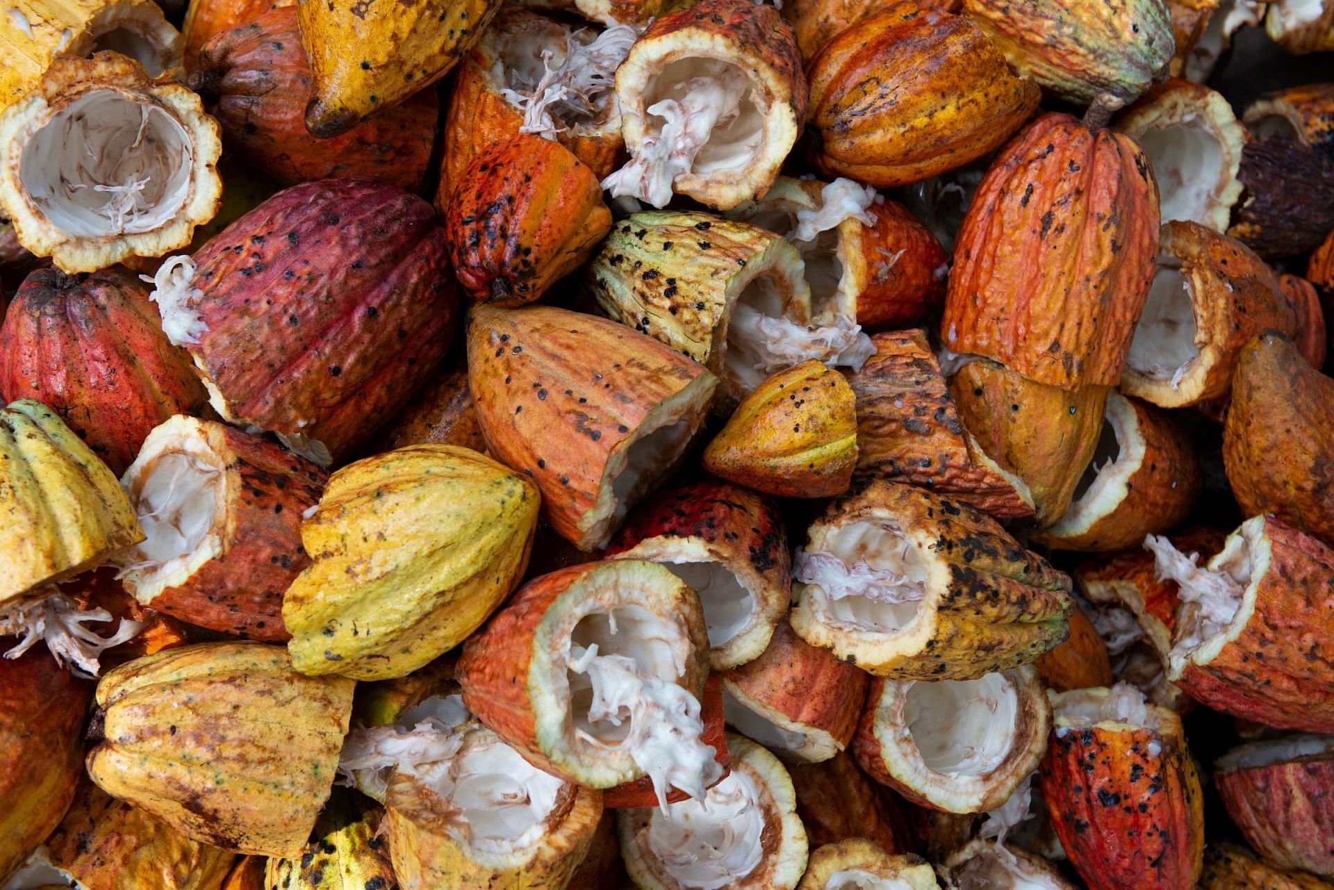 Cocoa beans are rich in antioxidants (Image via Unsplash/Rodrigo Flores)