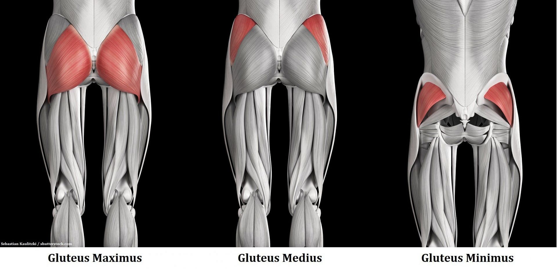 Glute anatomy (Image sourced via Google/Mind Muscle)