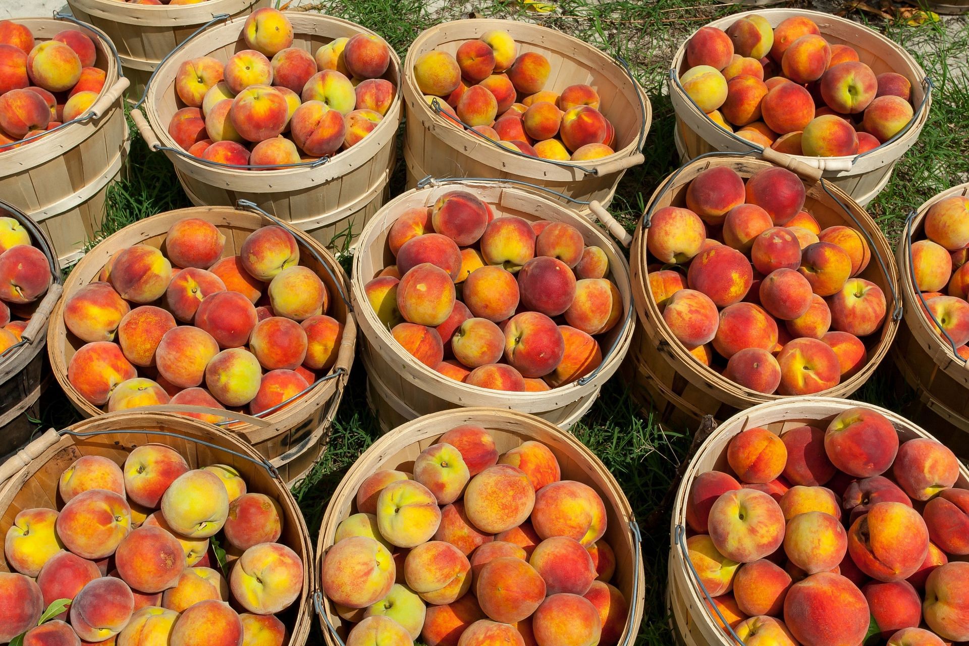Nectarines Vs. Peaches - What