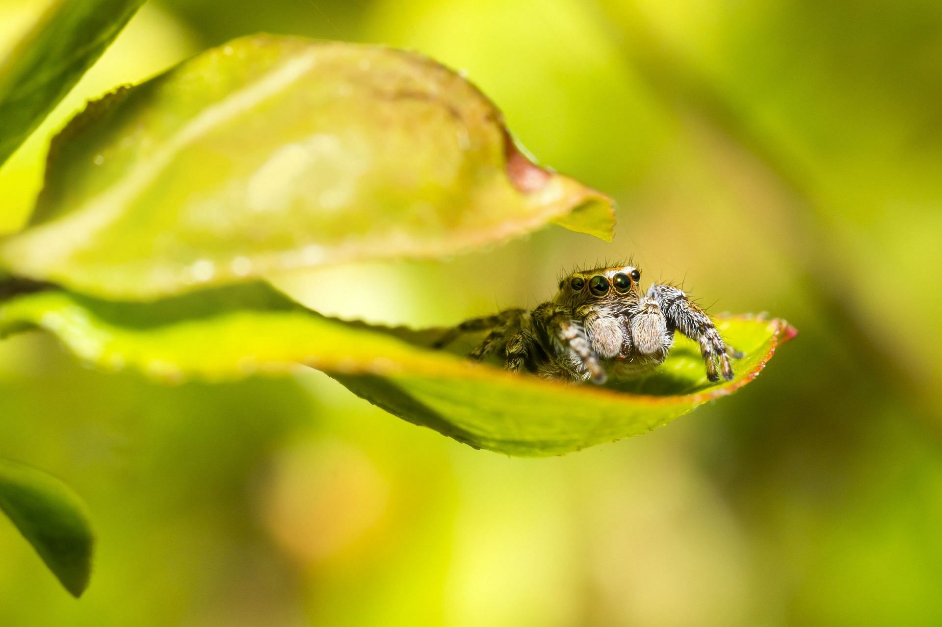Spiders often remain hidden even when outdoors. (Image via Pexels/Erik Karits)