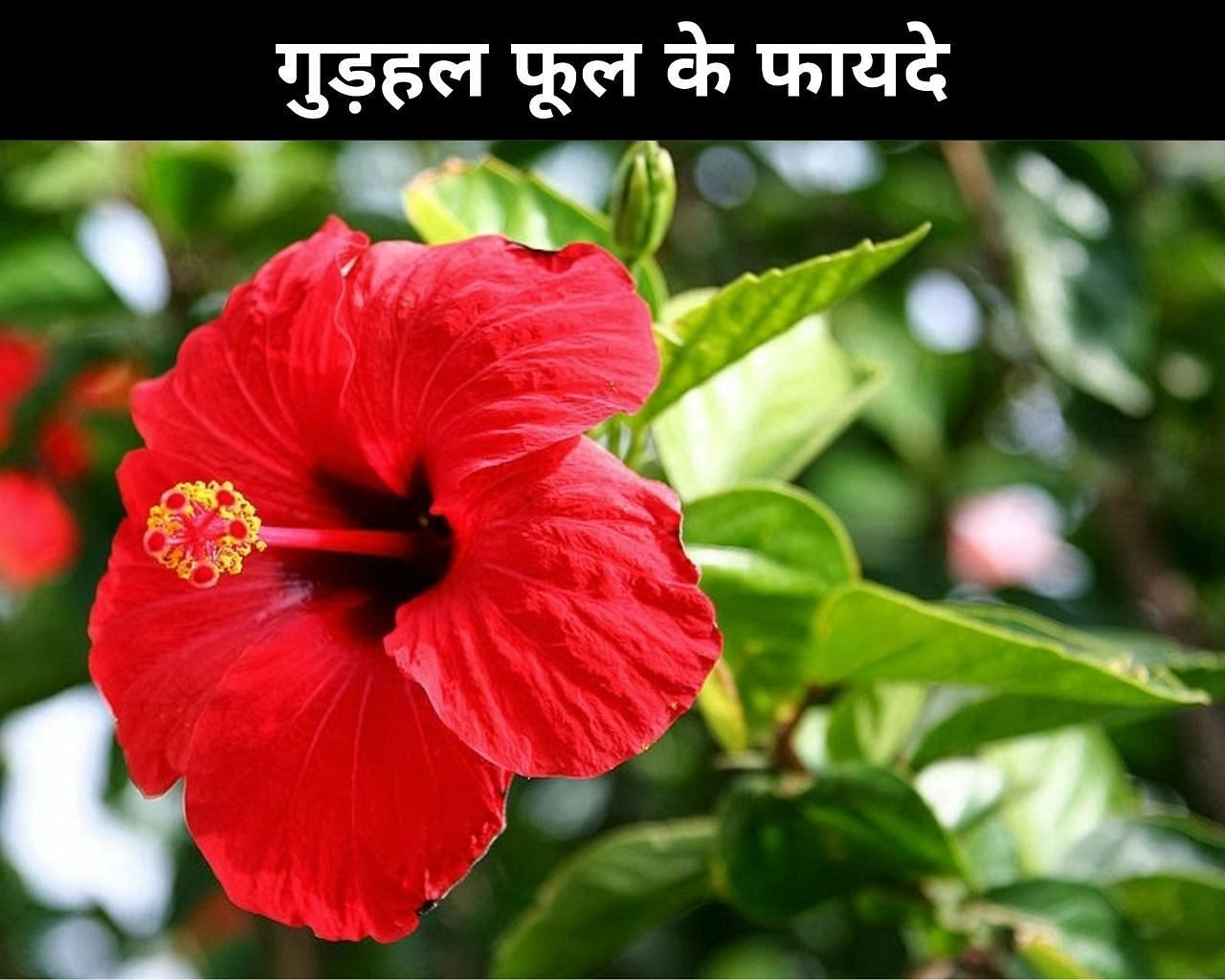 गुड़हल फूल के फायदे (sportskeeda Hindi) 