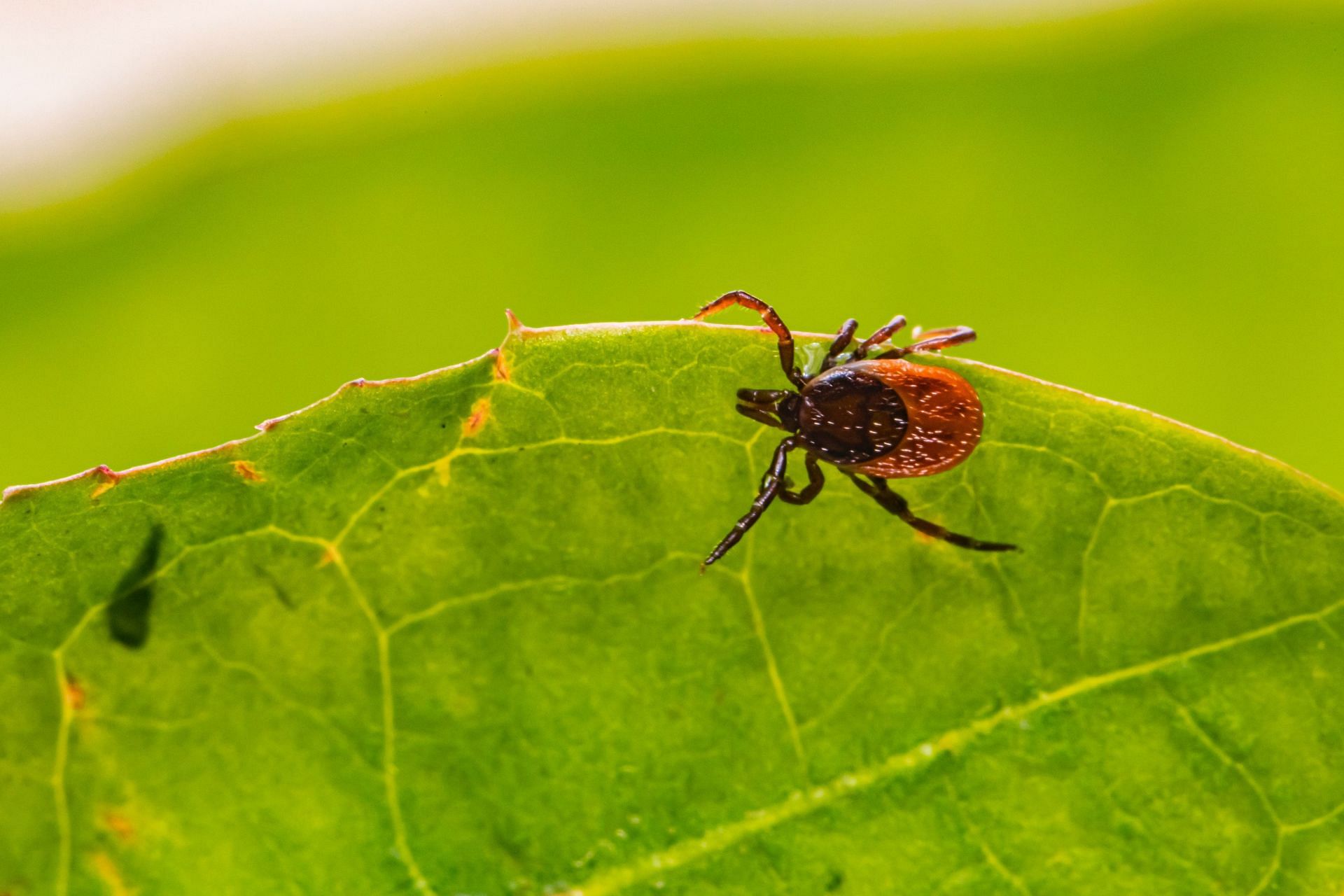 Rocky Mountain Spotted Fever can be associated with rashes (Image via Unsplash/Erik Karits)