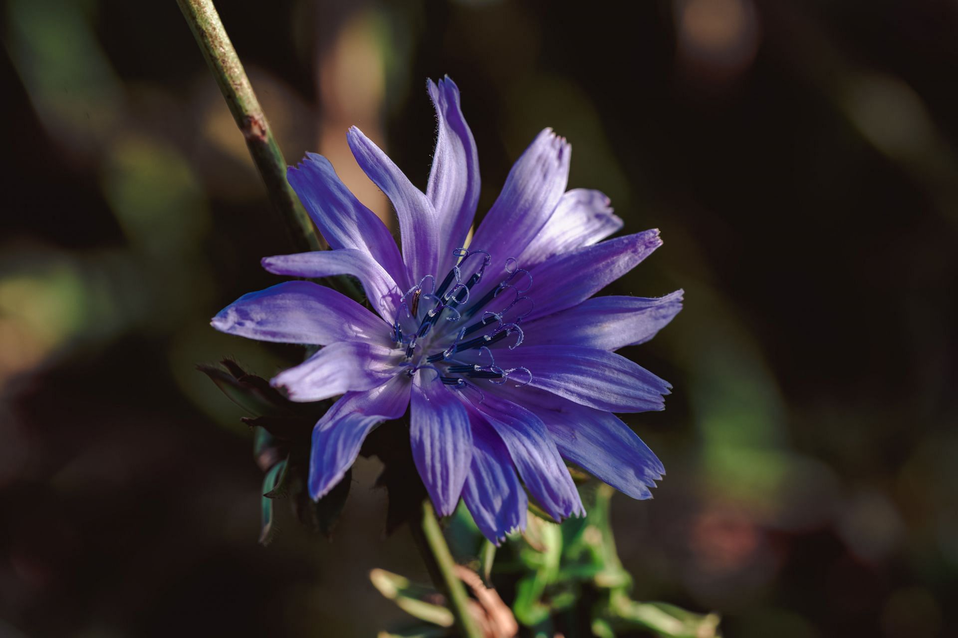 Chicory extracts alleviate oxidative stress. (Image via Pexels/ Hans D)