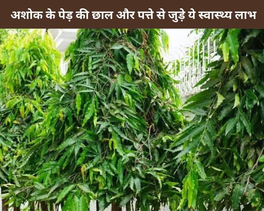 7 Health Benefits Of The Bark And Leaves Of The Ashoka Tree In Hindi अशोक के पेड़ की छाल और