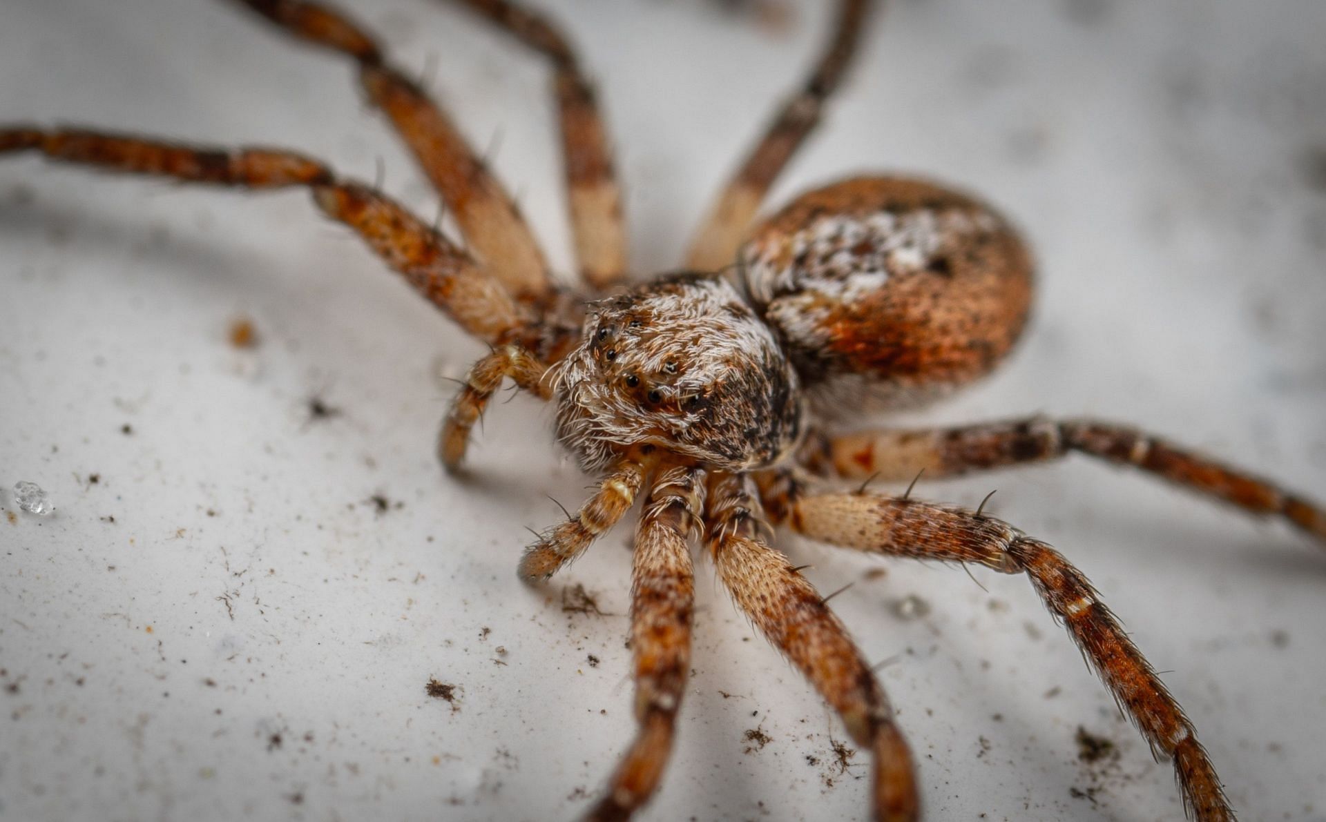 Brown recluse bite treatment should be sought immediately in case of a spider bite (Image via Pexels @Egor Kamelev)