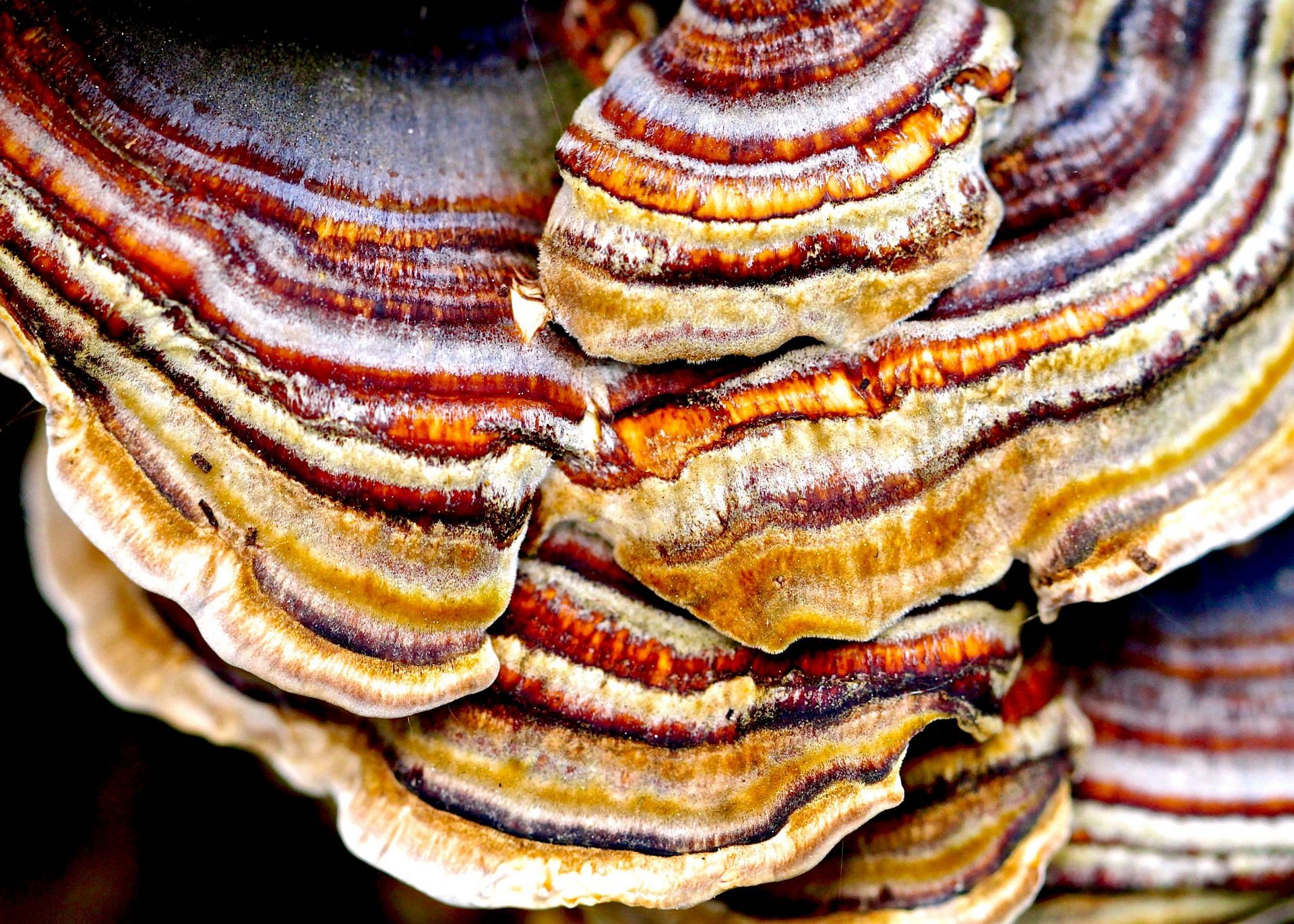 Reishi mushrooms helps in reducing depression and boosts your heart health. (Image via Unsplash / James Wainscoat)