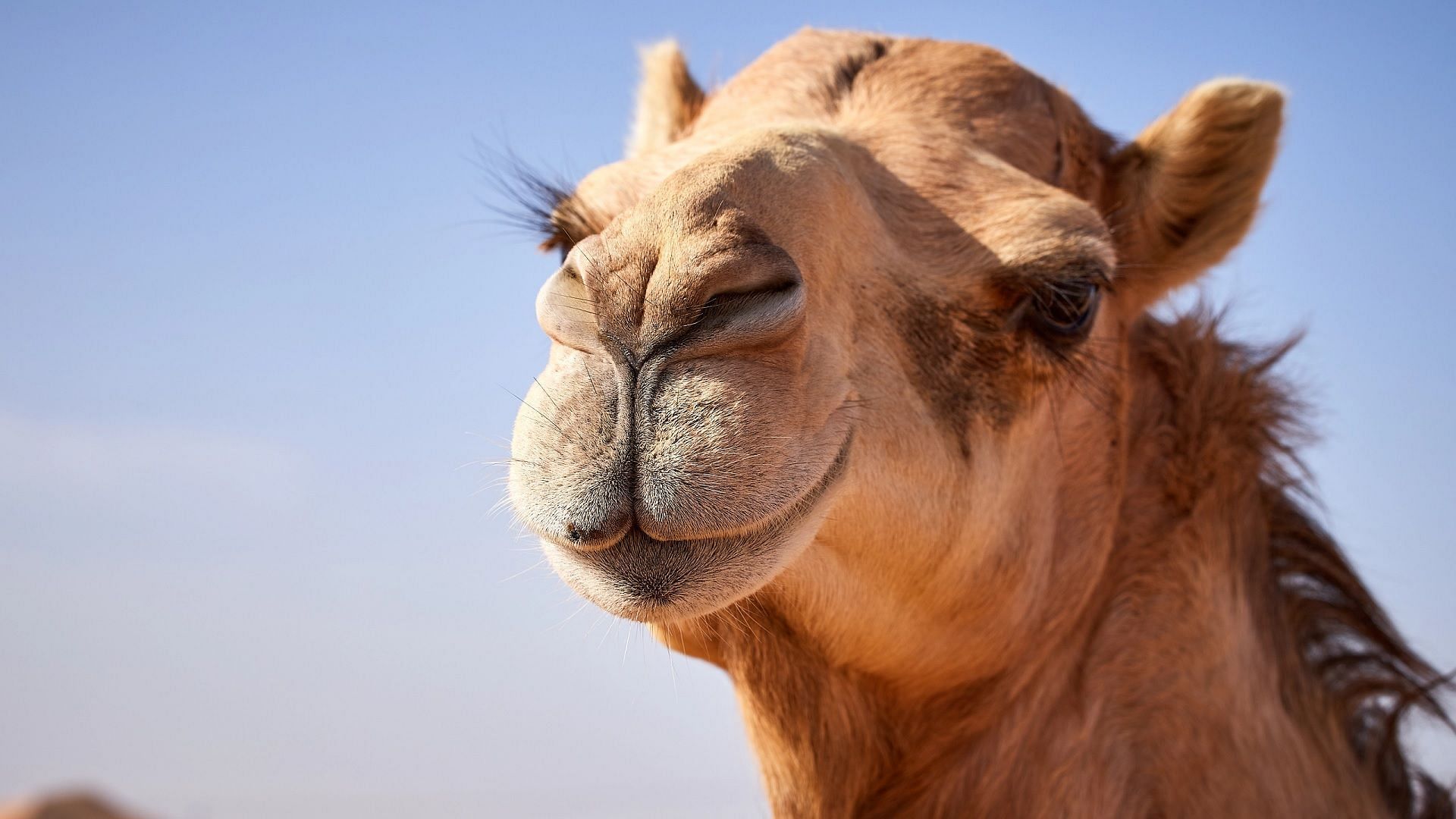 Video of camel killing man goes viral (Image via Getty Images)