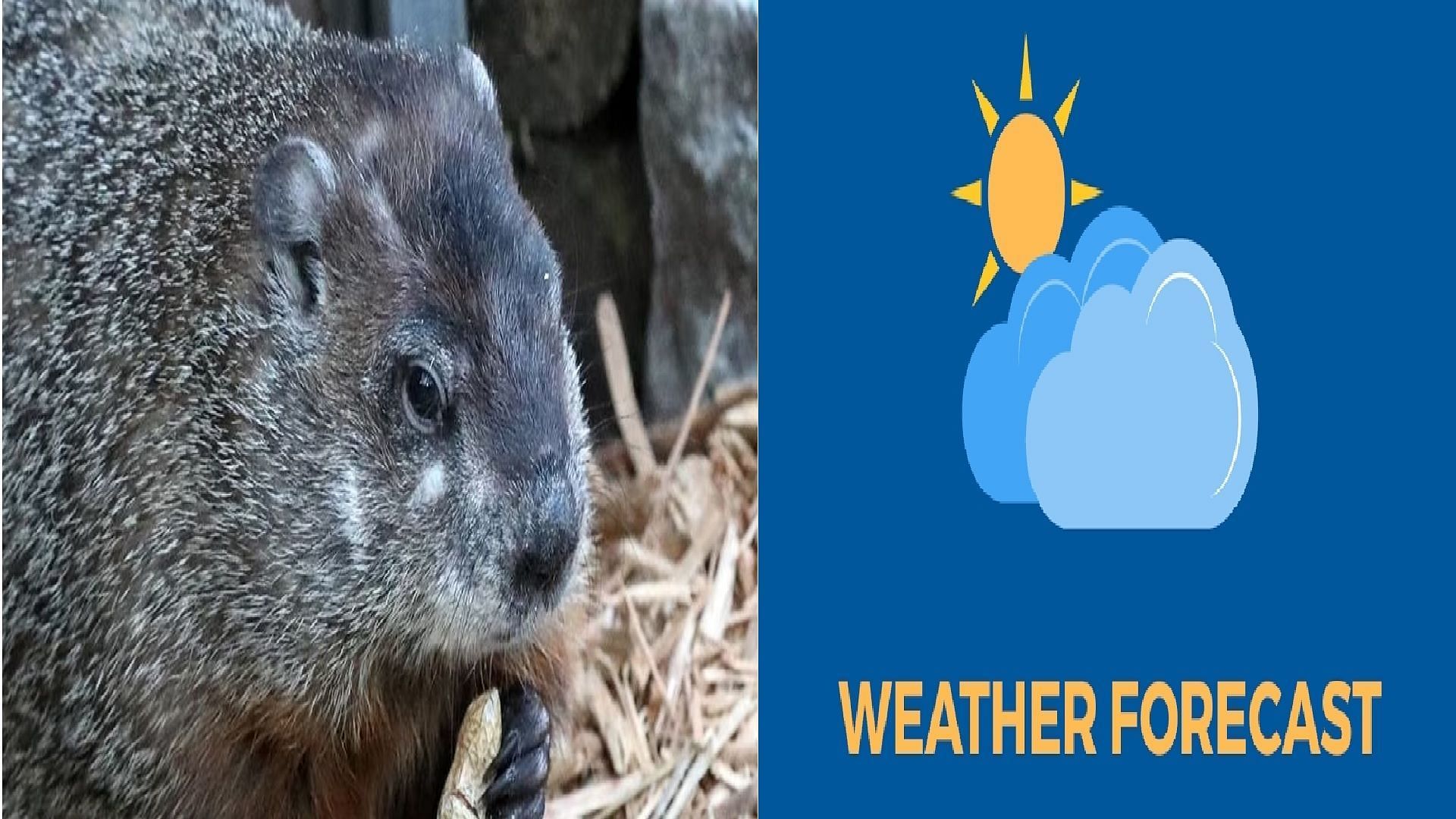 What is Staten Island Chuck’s accuracy? Groundhog predicts early spring