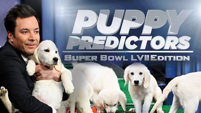 Watch Puppy Bowl 2023 before the Super Bowl: Time, Date & Streaming Info