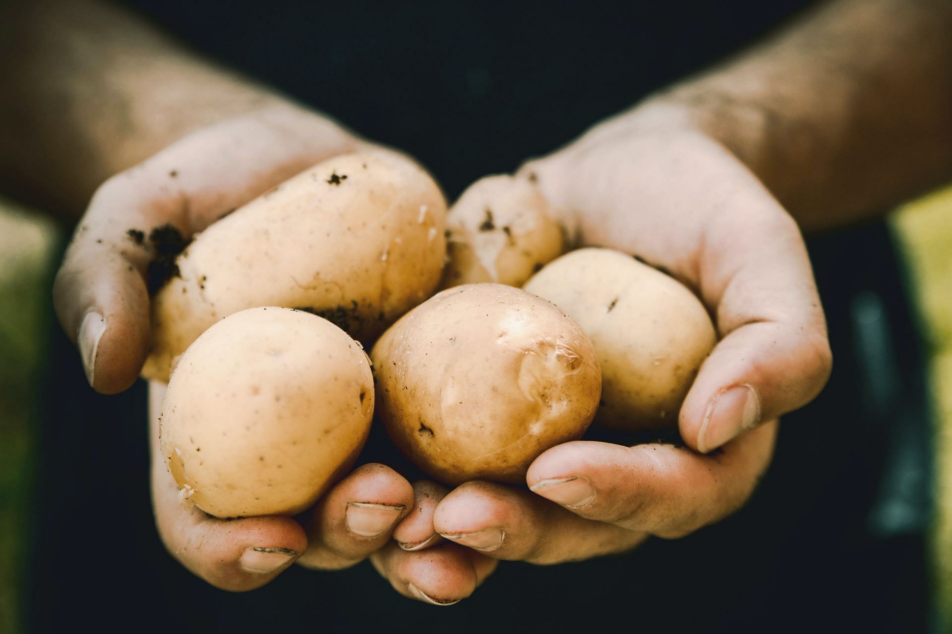 Potatoes contain several minerals (Image via Unsplash/JESHOOTS)