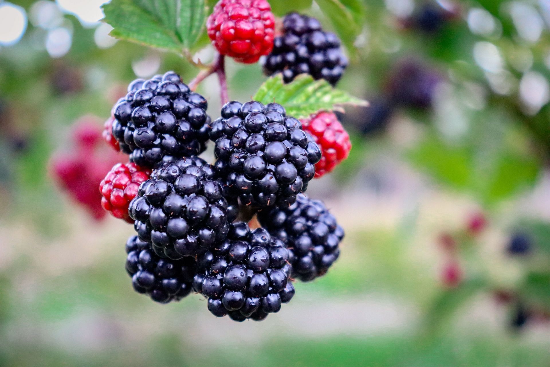 Blackberries can help bones get stronger. (Image via Unsplash/Amanda Hortiz)