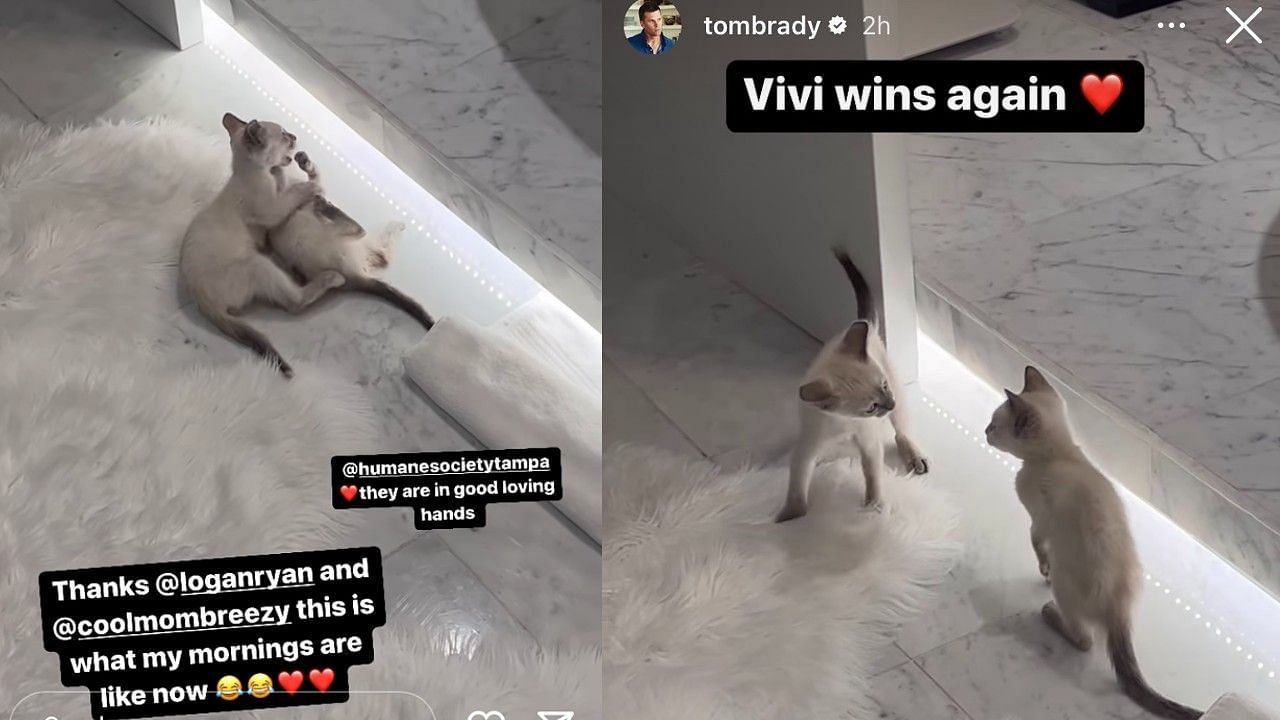 Tom Brady shared cat pics on stories (Image credit: Tom Brady&#039;s instagram)