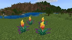 How to get and use Torchflower in Minecraft