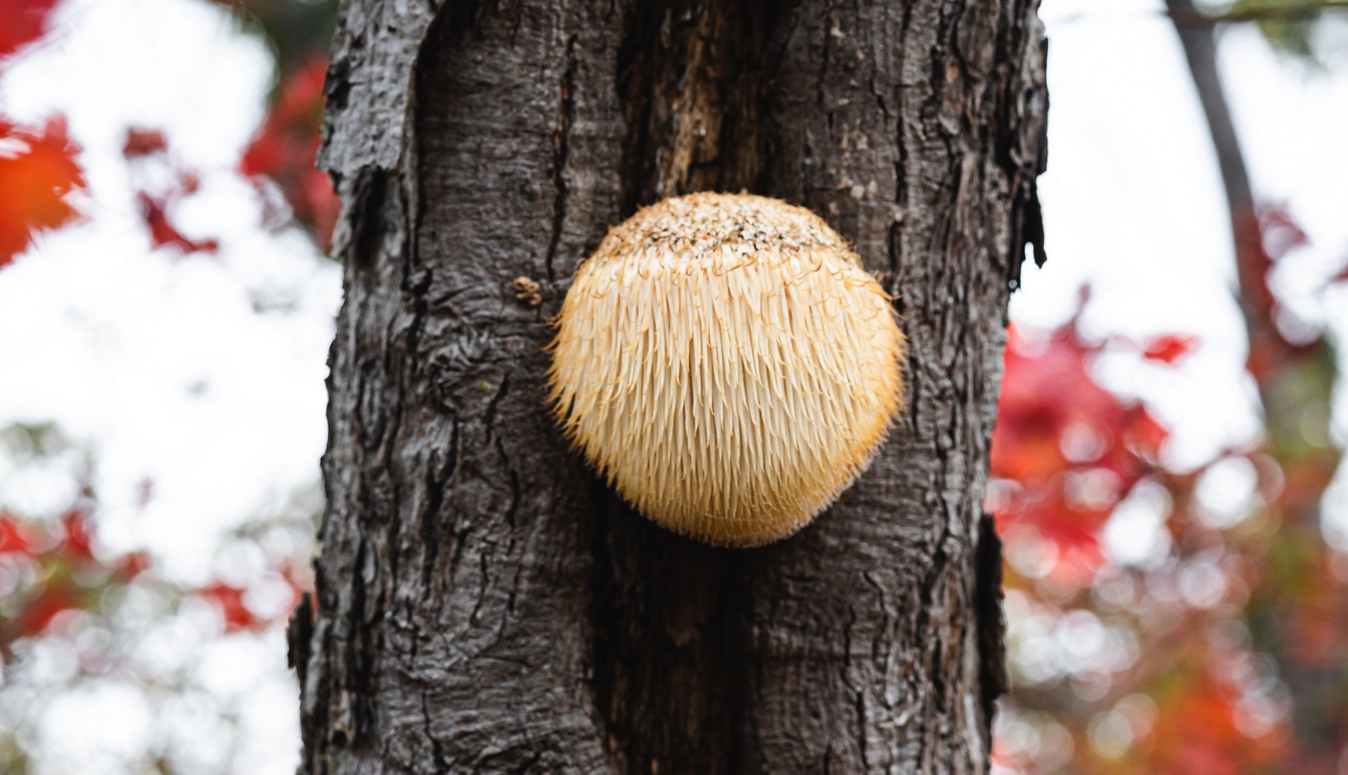 Lion&rsquo;s mane mushrooms have many benefits. (Photo via Unsplash/Artur Kornakov)