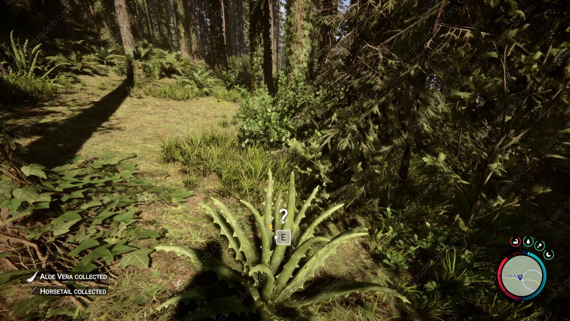 You might have a hard time to find Aloe Vera in Sons of the Forest (Image via Endnight Games)