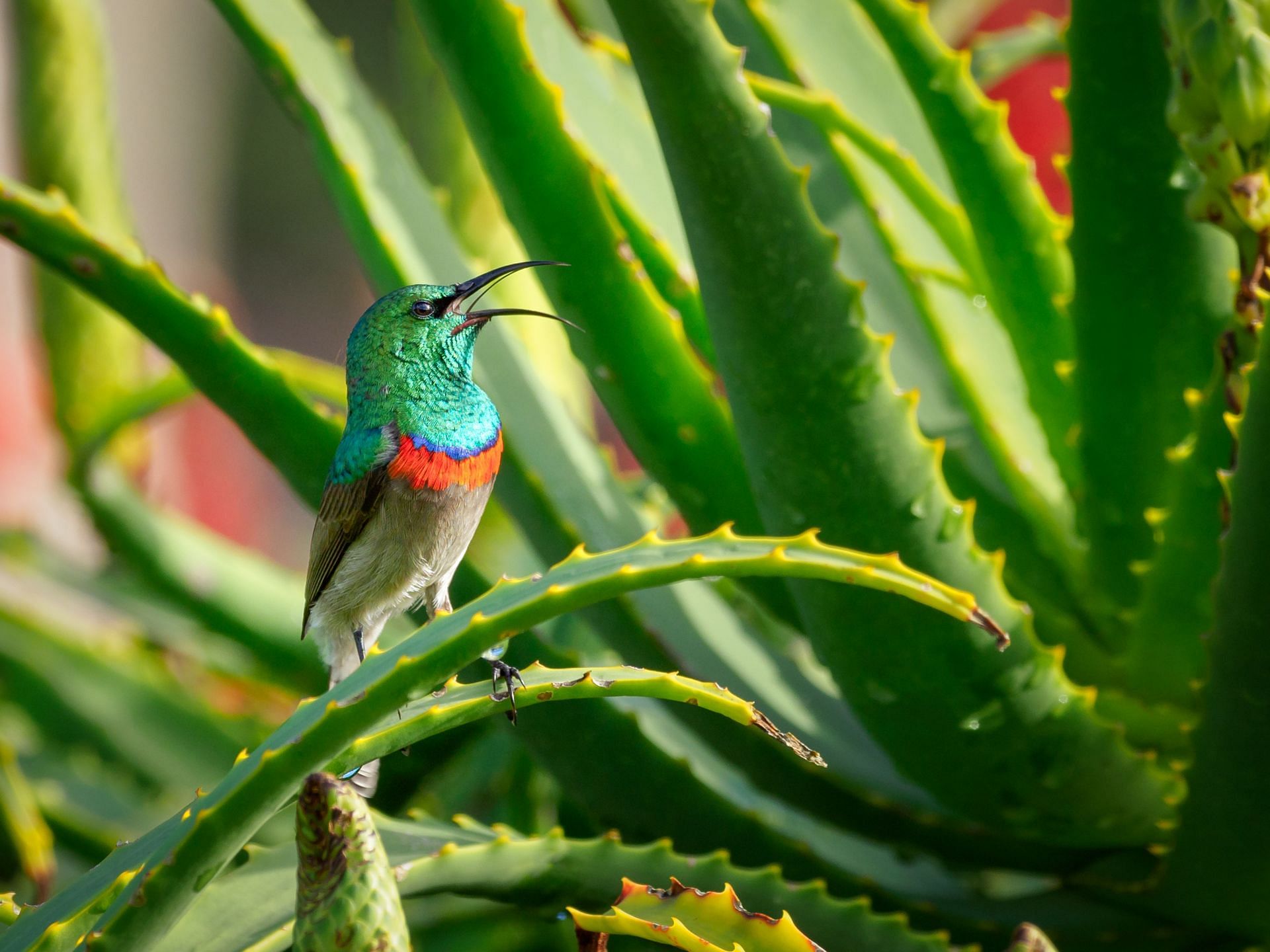 Aloe vera gel is extremely good for skin. (Image via Pexels/Jean van der Meulen)