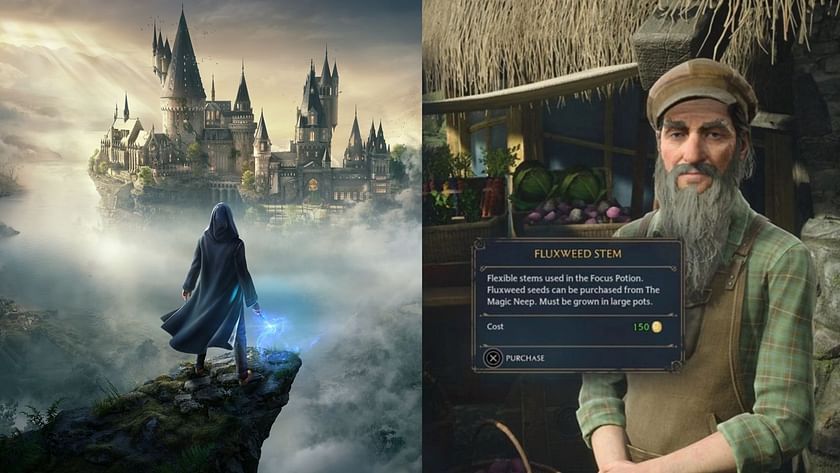 Where to find Fluxweed stems and seeds in Hogwarts Legacy