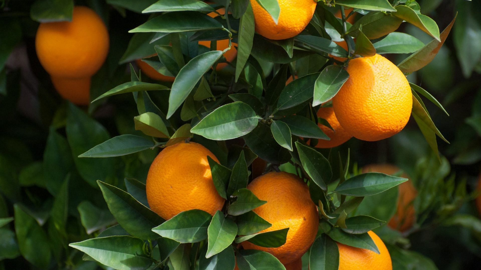 Citrus production, including oranges, could be greatly affected if citrus greening starts spreading to the trees (Image via Barbara Rich/Getty Images)