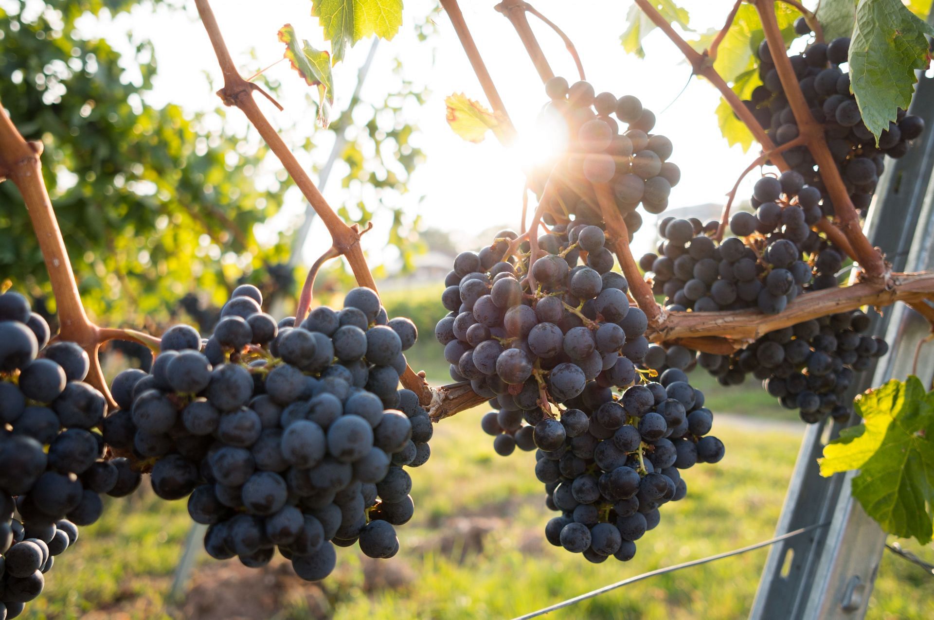 Here are some of thr benefits of grapes! (Image via unsplash/David Kohler)