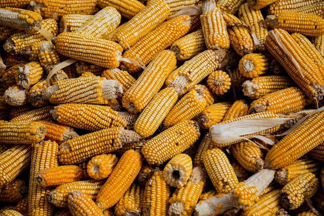 Is corn good for you (Image via Pexels/Livier Garcia)