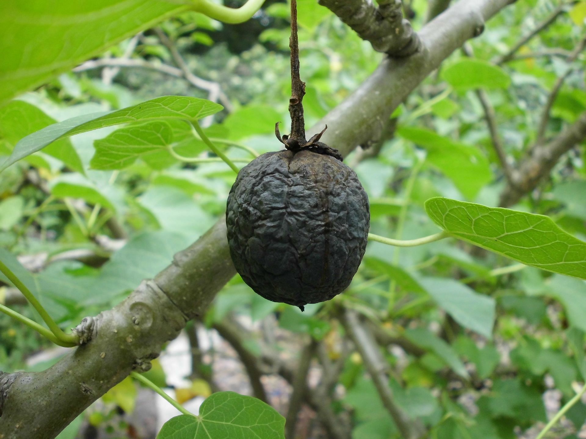 Black castor oil is considered as one of the best oils for hair growth and skin (Image via Flickr)