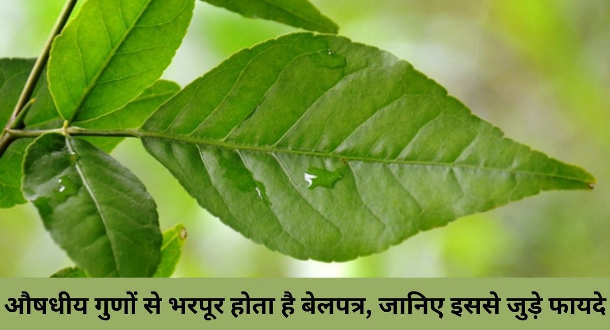 औषधीय गुणों से भरपूर होता है बेलपत्र, जानिए इससे जुड़े फायदे(फोटो-Sportskeeda hindi)