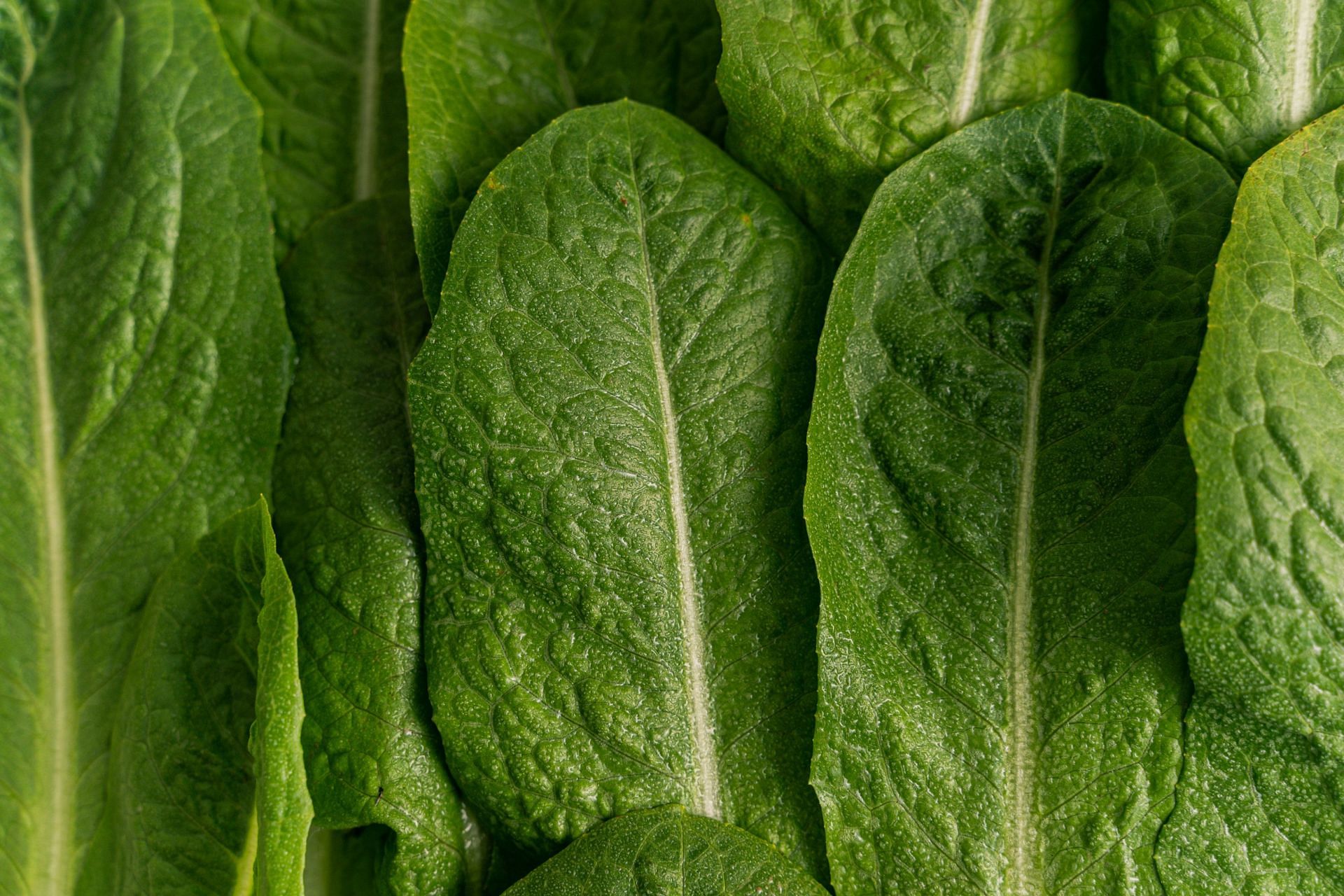 Vitamin K2 is found in leafy vegetables (Image via Pexels/Antoni Shkraba)