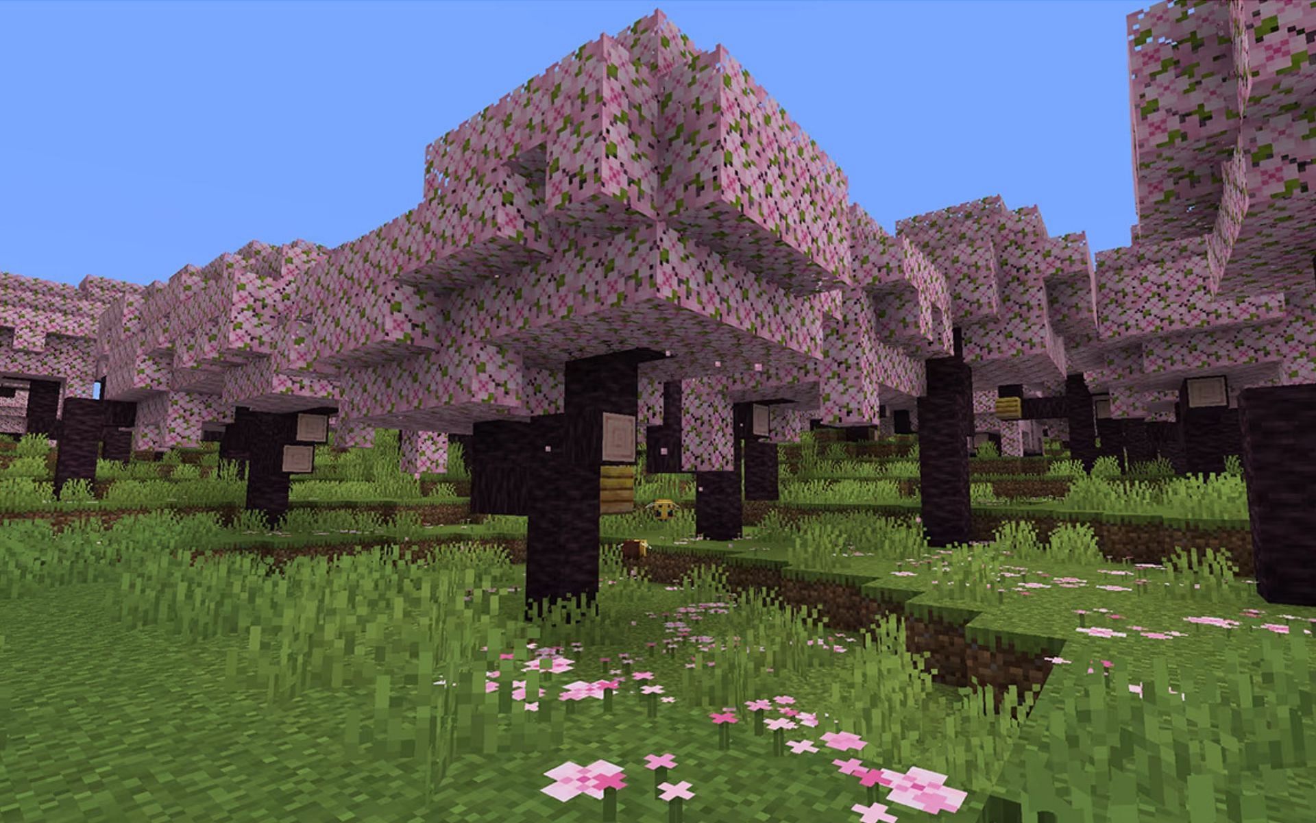 Cherry Blossom trees in the Cherry Grove biome (Image via Mojang)